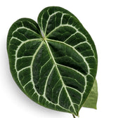 Single Anthurium crystallinum leaf with a dark velvet surface and silver veins
