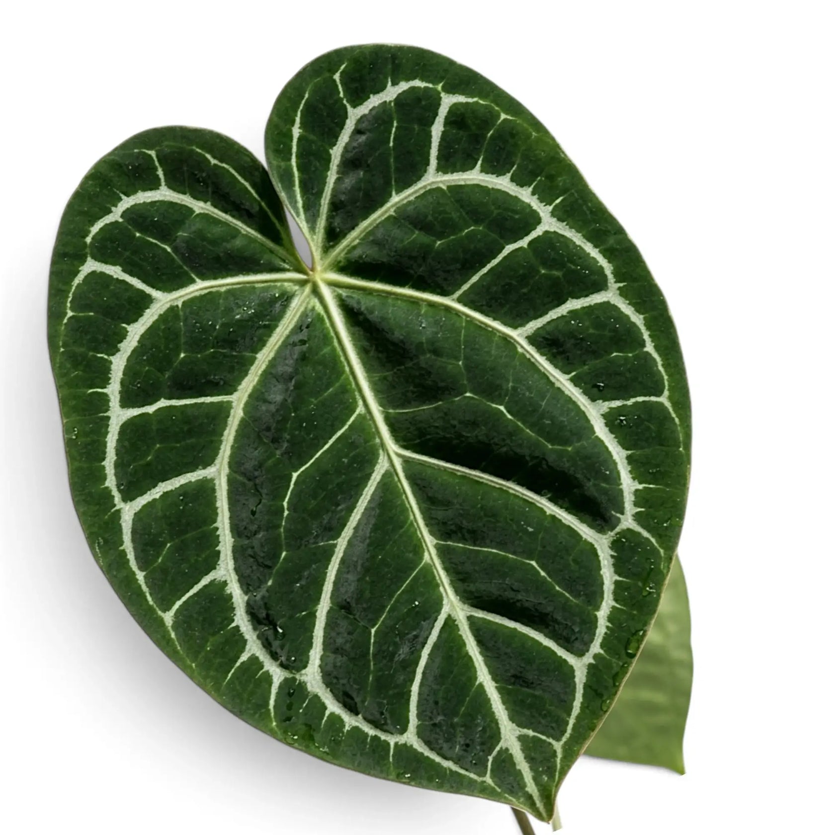 Single Anthurium crystallinum leaf with a dark velvet surface and silver veins