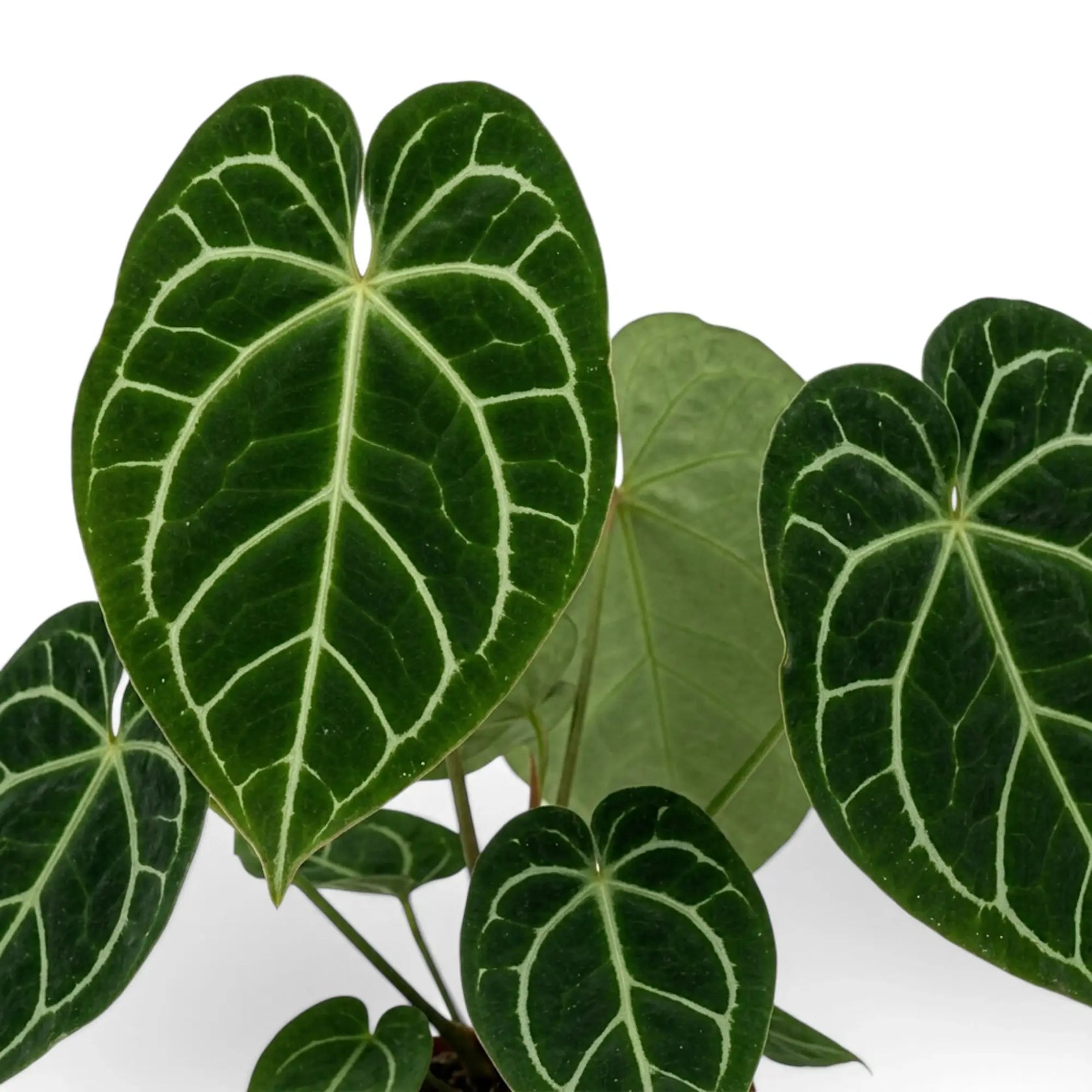 Anthurium crystallinum foliage with dark mature leaves and pale new growth