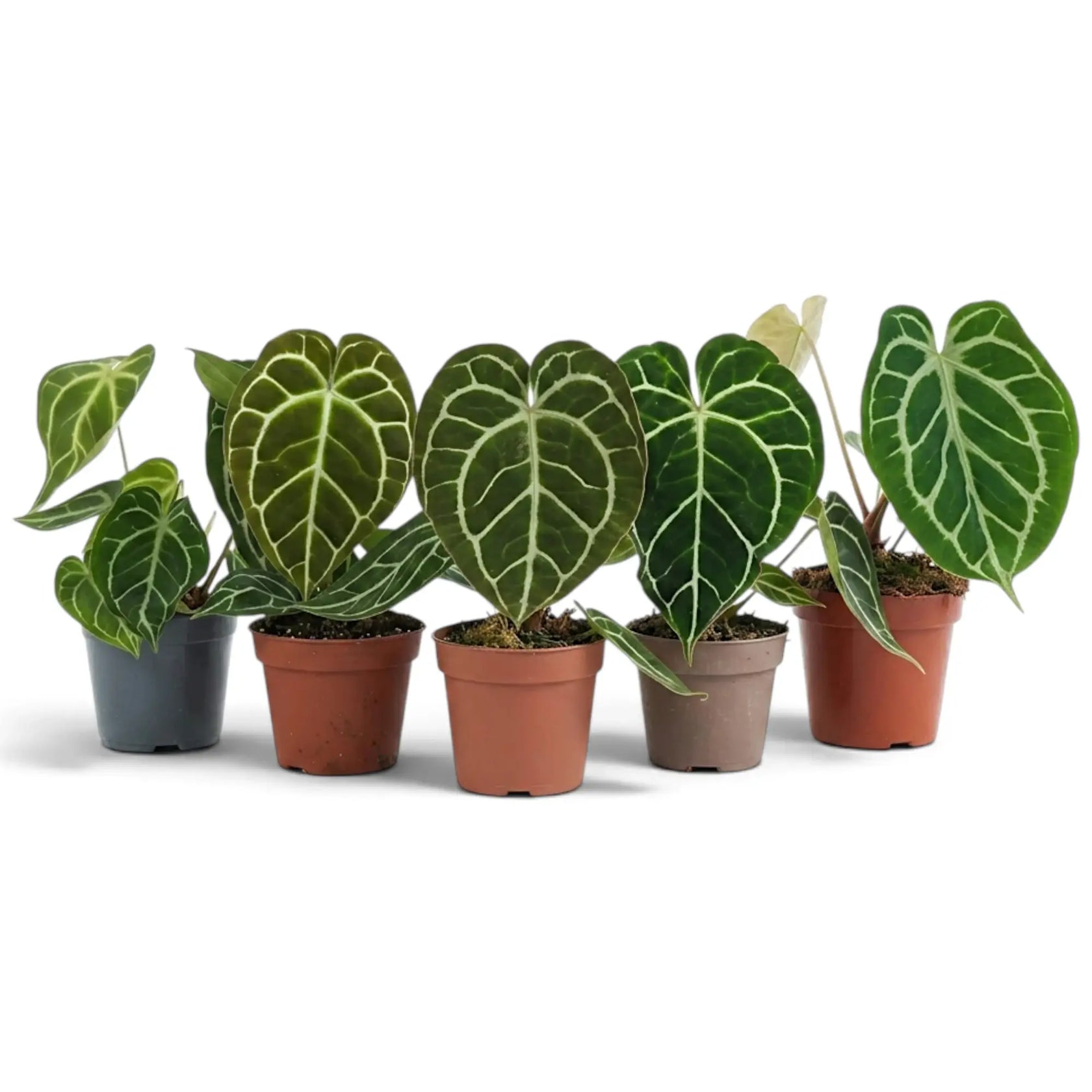 Assorted Anthurium crystallinum plants with silver-veined velvet leaves