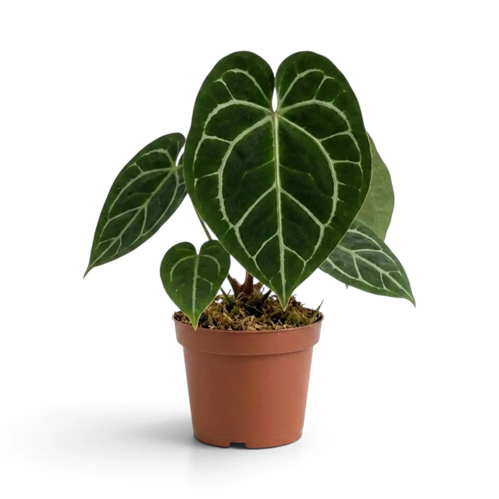 Anthurium crystallinum with a large heart-shaped velvet leaf in a terracotta pot