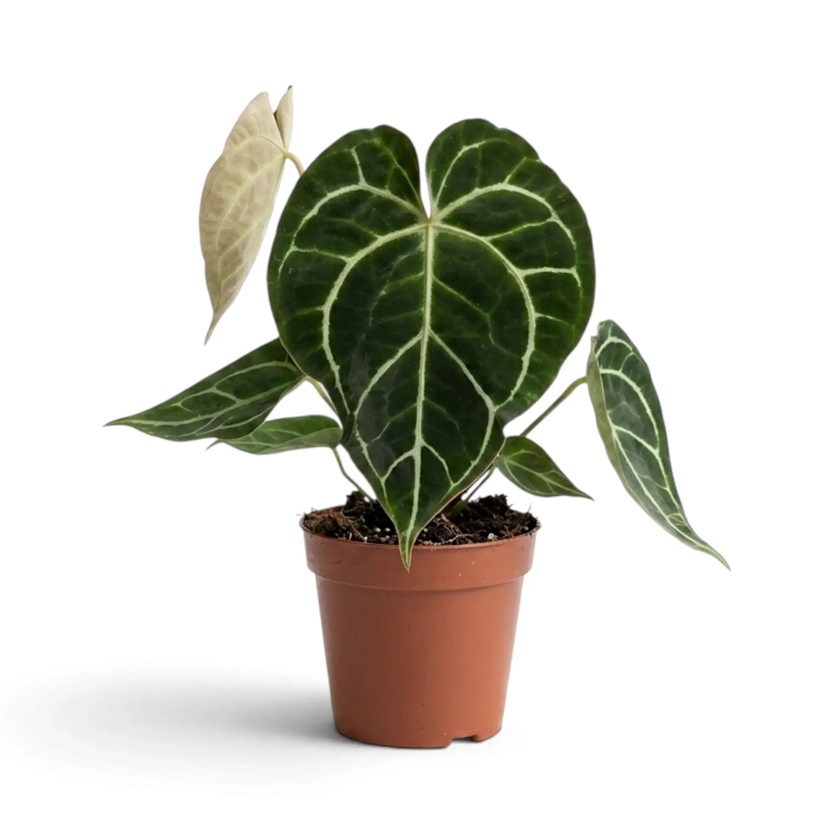 Full Anthurium crystallinum with silver-veined leaves and pale new growth