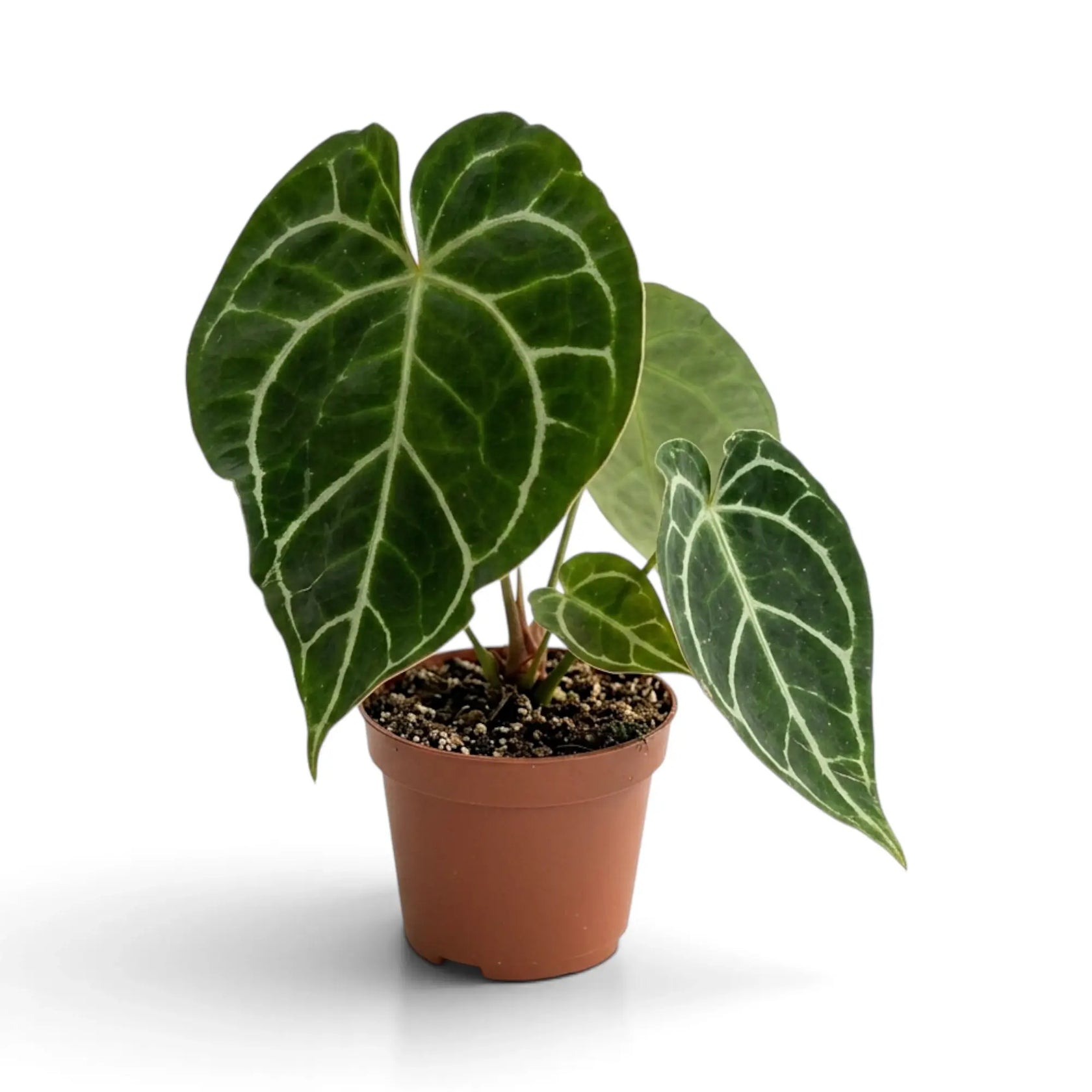 Angled view of Anthurium crystallinum with dark silver-veined leaves