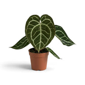 Anthurium crystallinum with elongated dark velvet leaves in a terracotta pot