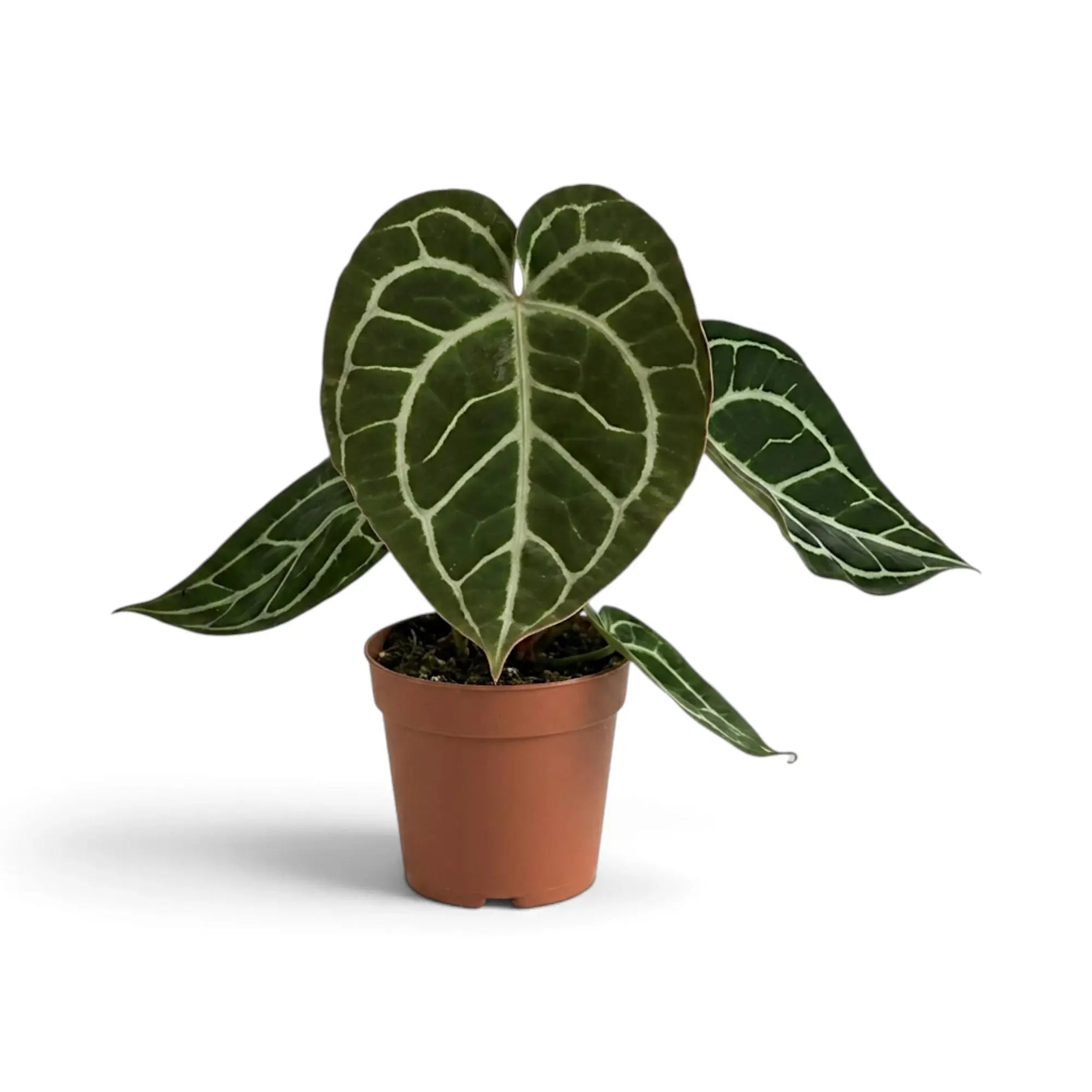 Anthurium crystallinum with elongated dark velvet leaves in a terracotta pot