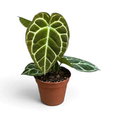 Young Anthurium crystallinum with a prominent silver-veined leaf in a terracotta pot