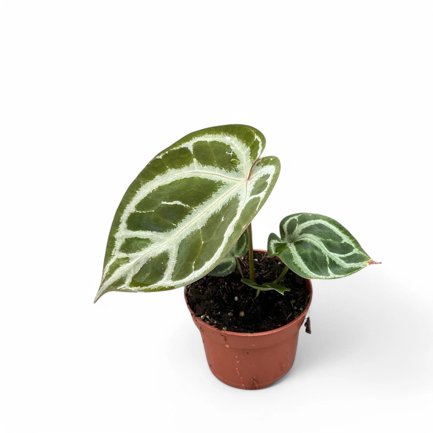 Anthurium crystallinum 'Silver' potted plant in nursery pot on white background.