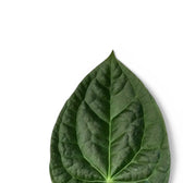 Nahaufnahme eines Blatts von Anthurium crystallinum x luxurians vor weißem Hintergrund.