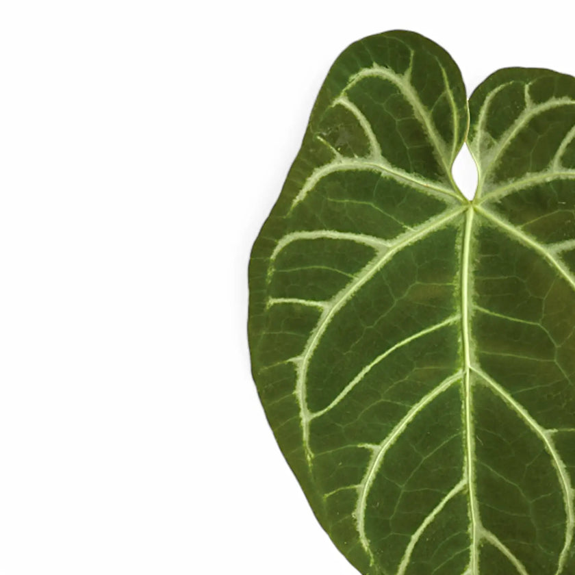 Anthurium crystallinum x regale leaf detail on white background.