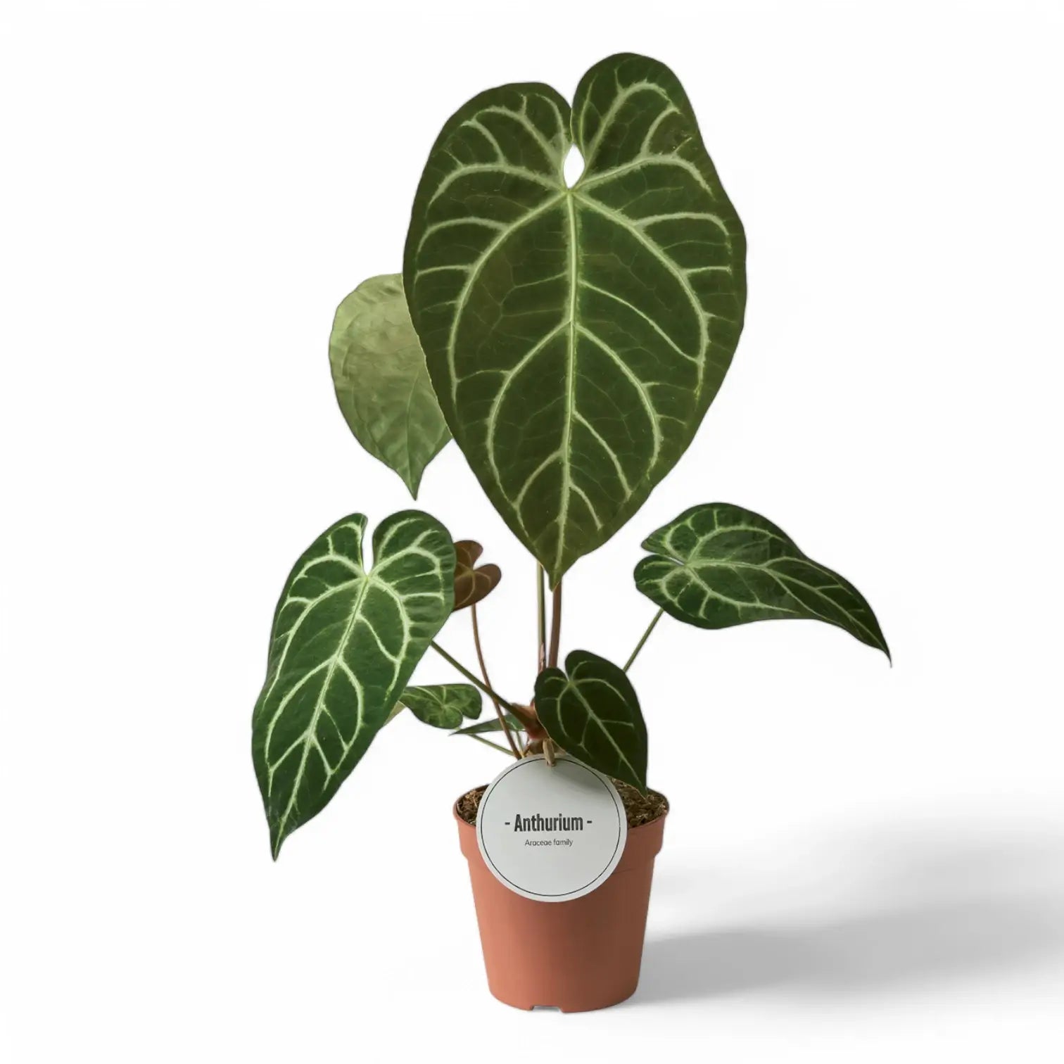 Anthurium crystallinum × regale – Large-Leaf Velvet Cross