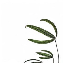 anthurium cutucuense care Anthurium cutucuense – Deeply Lobed Bullate Leaves