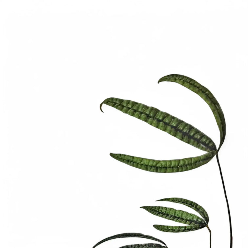 Anthurium cutucuense leaf detail on white background.