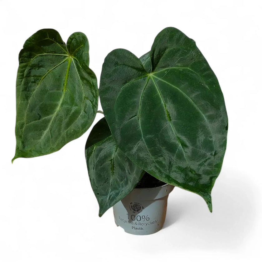 Anthurium 'Dark Phoenix' potted plant in nursery pot on white background.