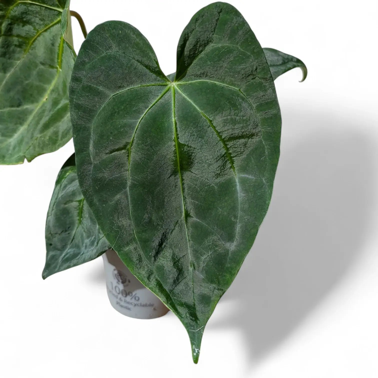 Anthurium 'Dark Phoenix' potted plant in nursery pot on white background.