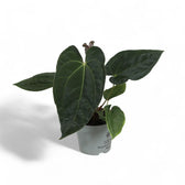 Anthurium 'Dark Phoenix' – Topfpflanze im Kulturtopf vor weißem Hintergrund, Produktfoto 4.