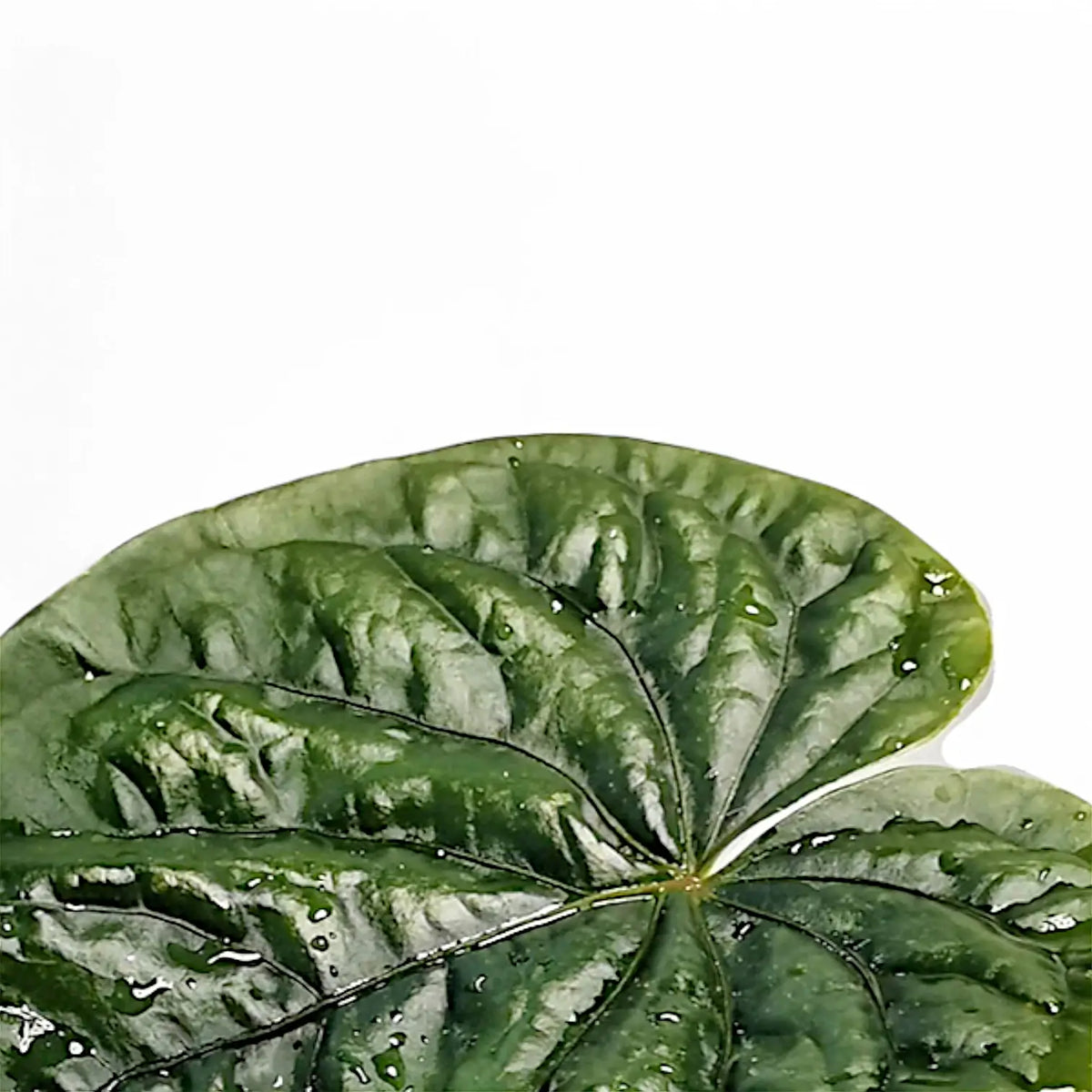 Anthurium debilis – Dark Bullate Foliage
