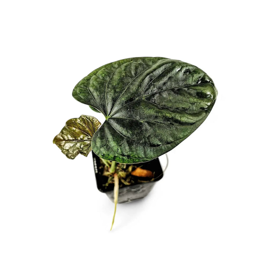 Anthurium debilis potted plant in nursery pot on white background.