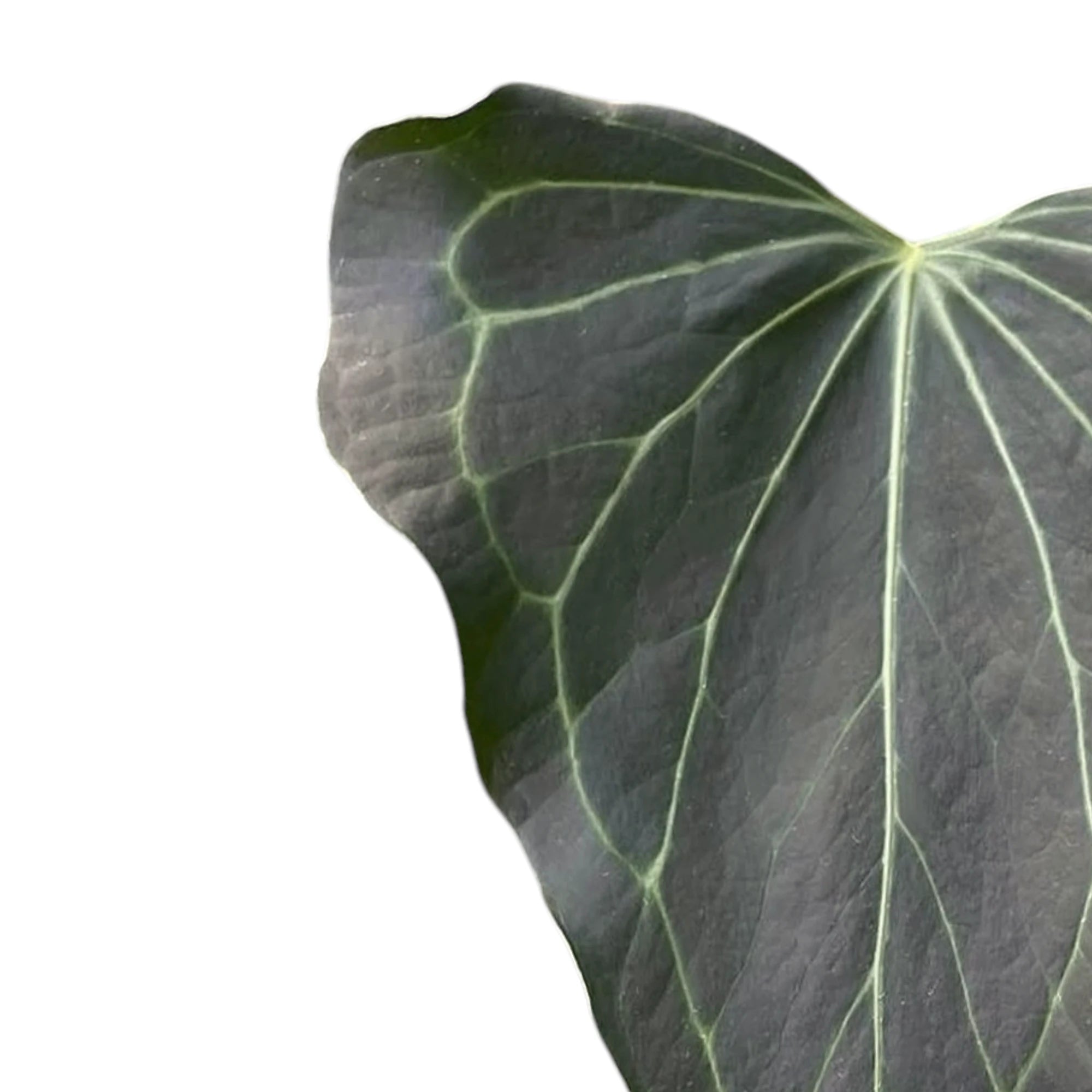 Anthurium 'Delta Force' – Triangular-Leaf Anthurium Hybrid