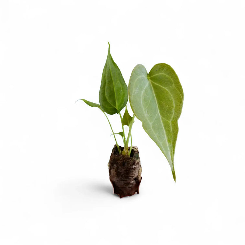 Anthurium 'Delta Force' potted plant in nursery pot on white background.