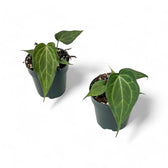 Anthurium 'Delta Force' potted plant in nursery pot on white background.