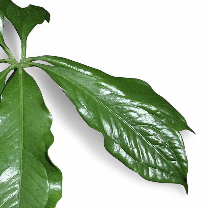 Anthurium digitatum – Blattdetail vor weißem Hintergrund..