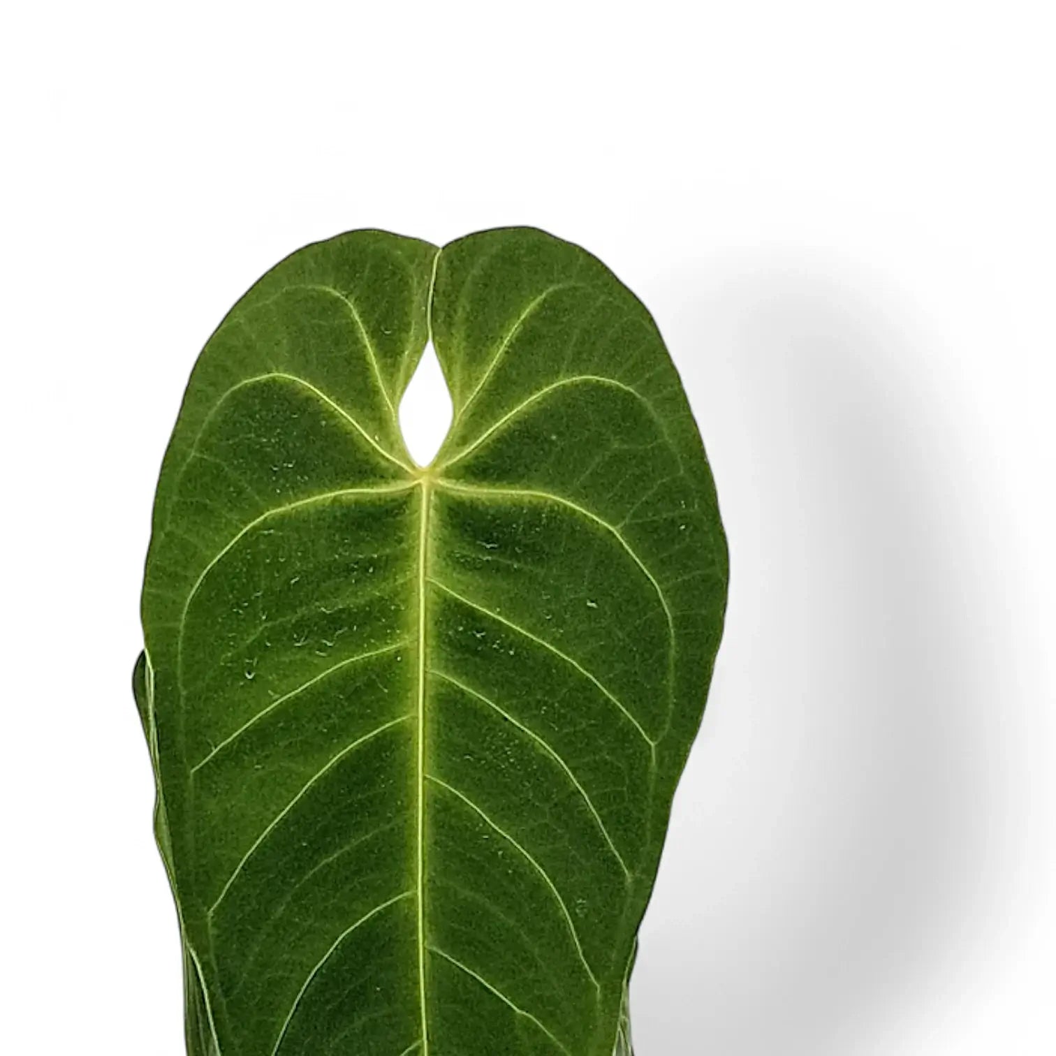 Anthurium dolichostachyum – Blattdetail vor weißem Hintergrund..