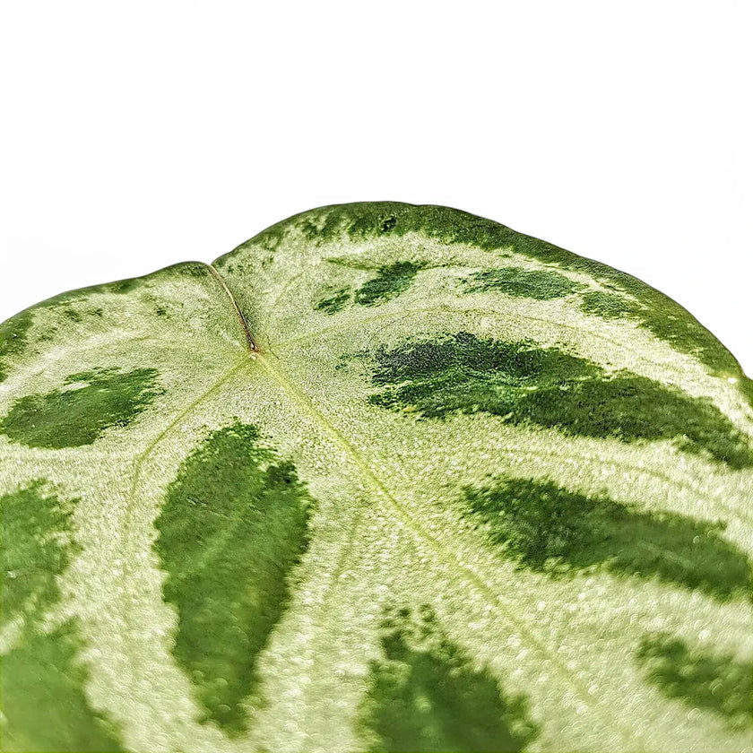 Anthurium 'Dorayaki' close-up of leaf on white background.