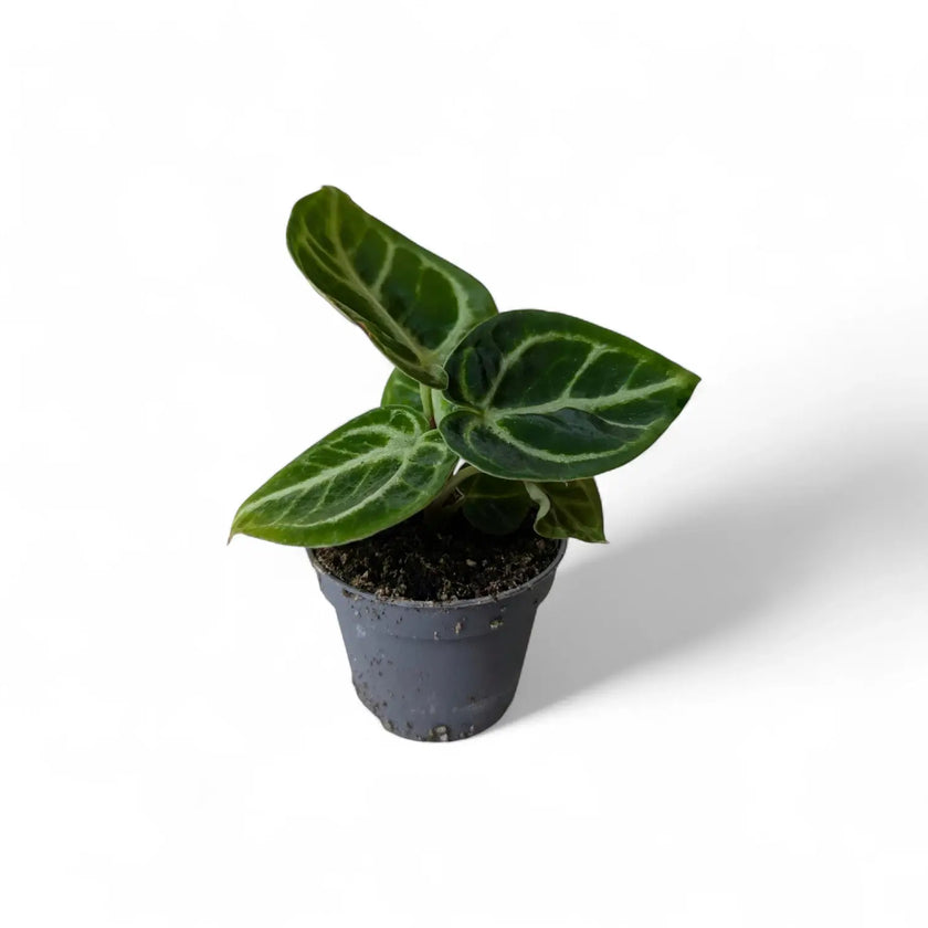 Anthurium 'Dorayaki' potted plant in nursery pot on white background.
