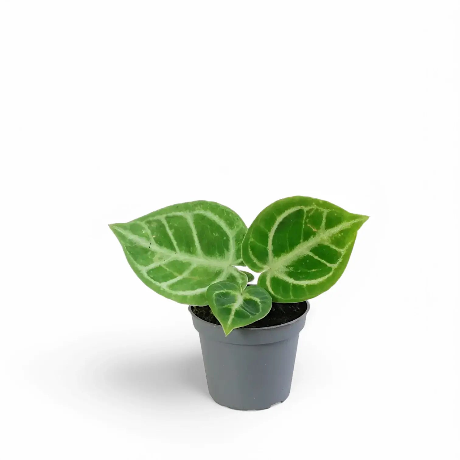 Anthurium 'Dorayaki' potted plant in nursery pot on white background.