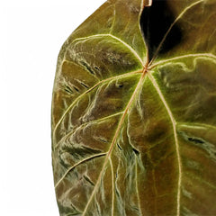 anthurium-dressleri-x-01.webp? anthurium-dressleri-x-01.webp?