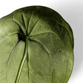 Anthurium forgetii leaf detail on white background.