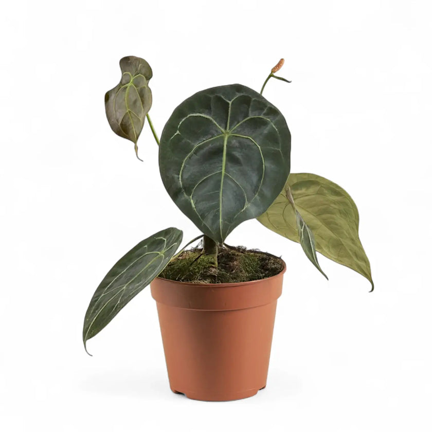 Anthurium forgetii potted plant in nursery pot on white background.