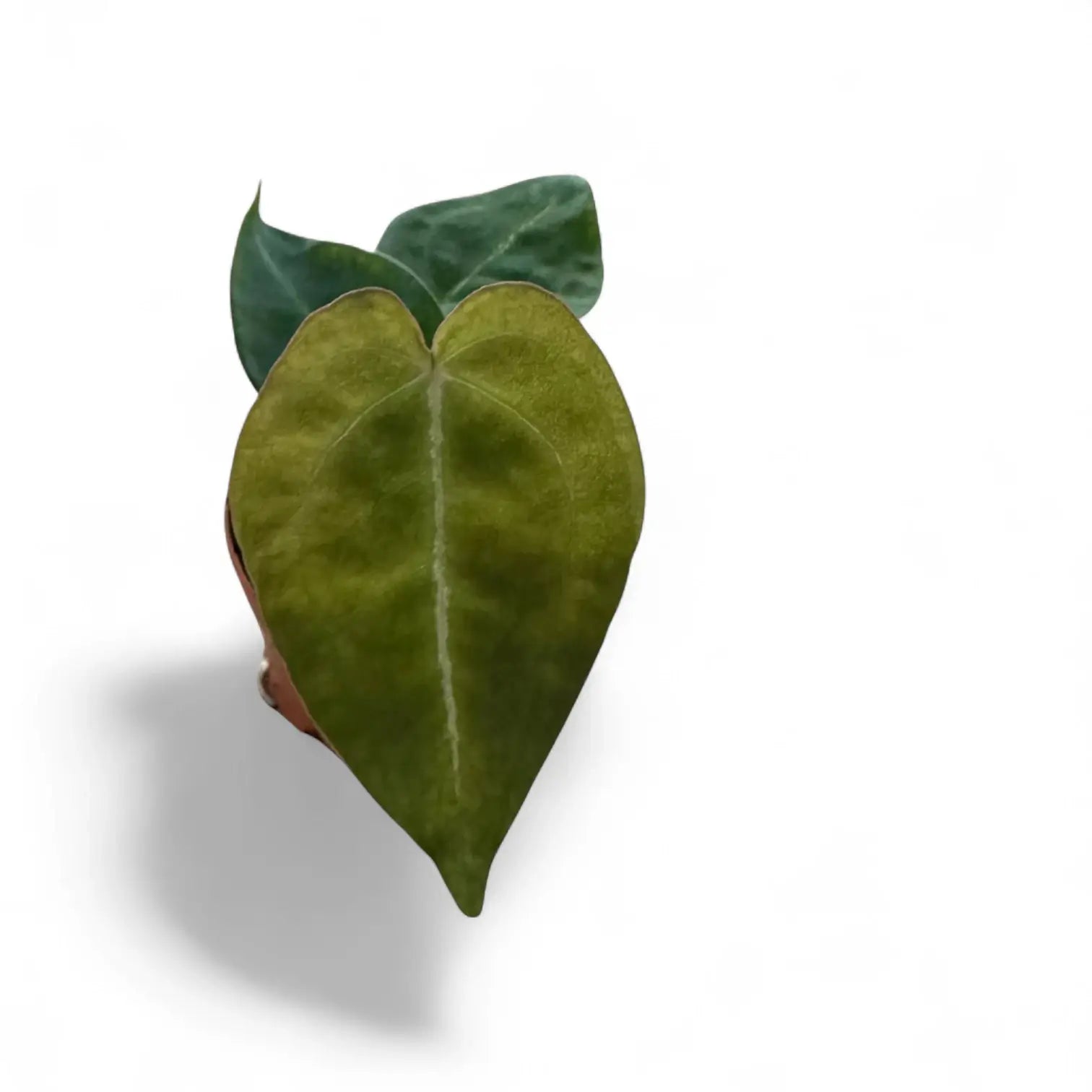 Anthurium forgetii potted plant in nursery pot on white background.