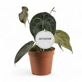 Anthurium forgetii potted plant in nursery pot on white background.