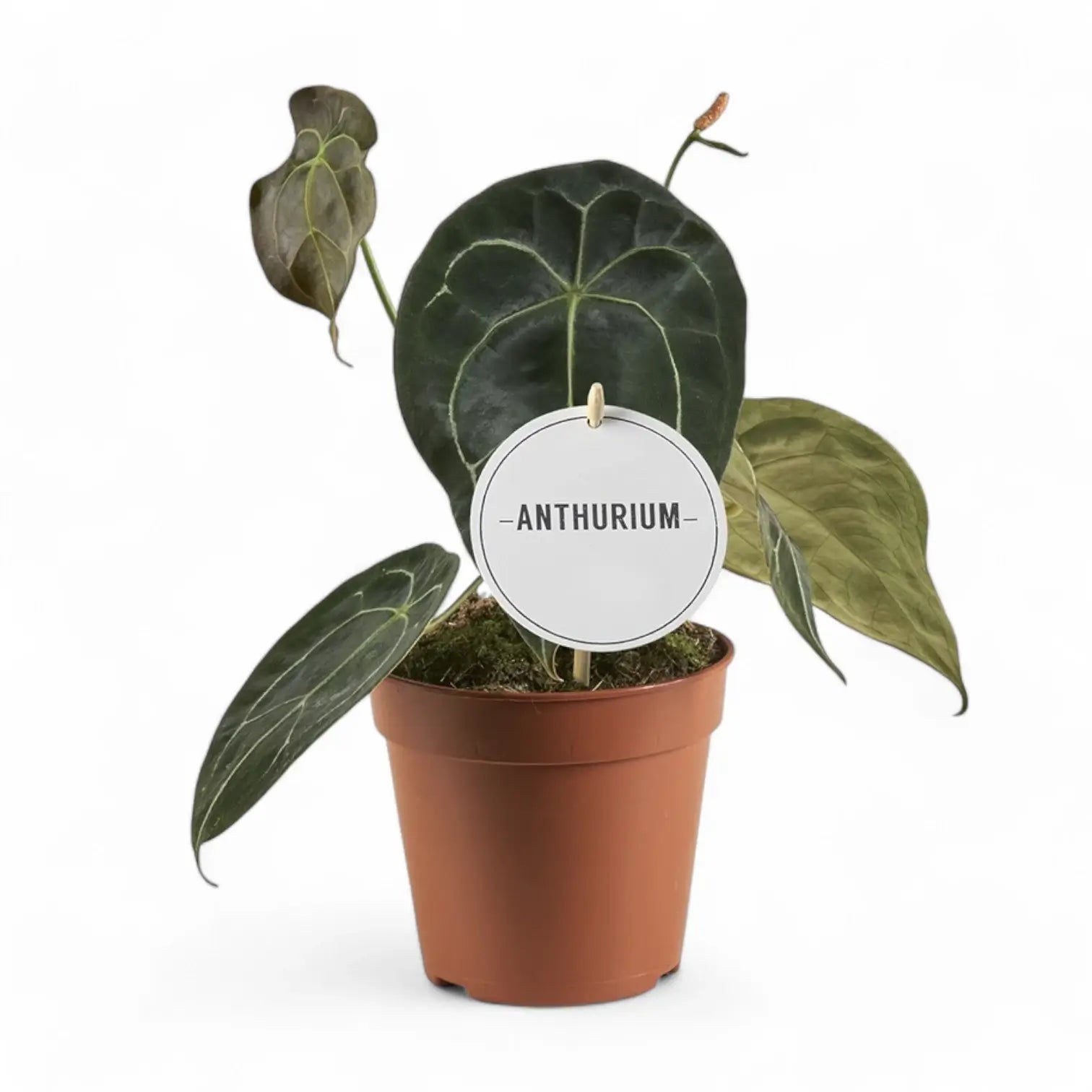 Anthurium forgetii potted plant in nursery pot on white background.