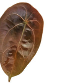 Anthurium forgetii potted plant in nursery pot on white background.