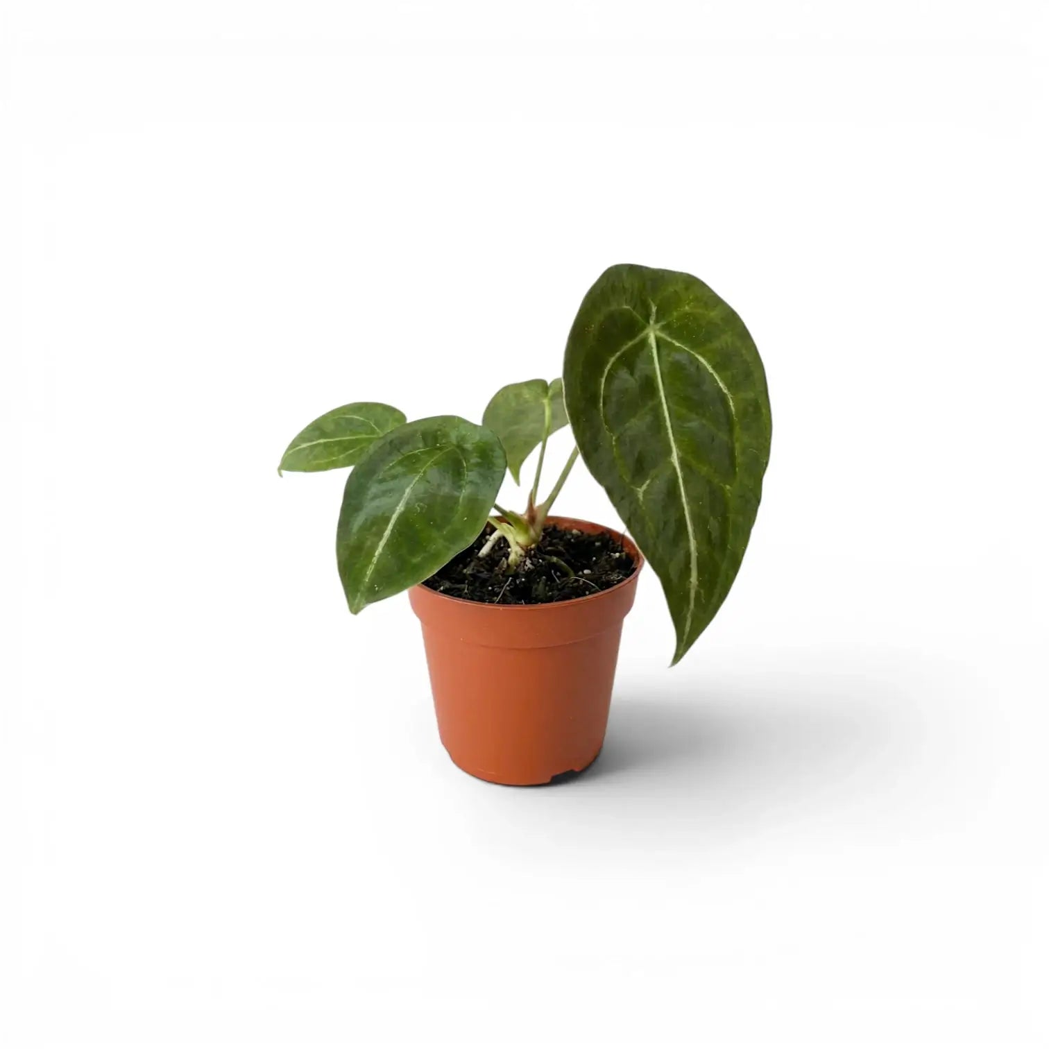 Anthurium forgetii baby plant with rounded green leaves in a nursery pot.