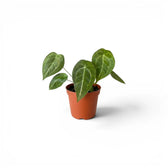 Anthurium forgetii baby plant with rounded green leaves in a nursery pot.
