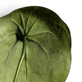 Anthurium forgetii foliage close-up with rounded green leaves and pale veins.