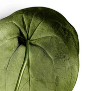 Anthurium forgetii Nahaufnahme mit runden grünen Blättern und hellen Blattadern.