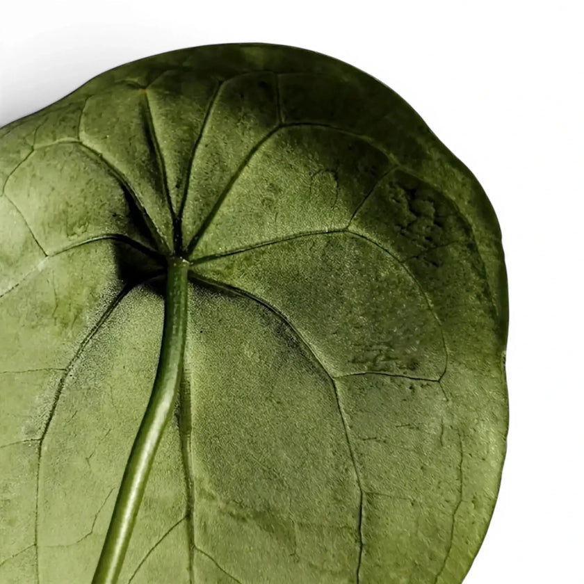 Anthurium forgetii foliage close-up with rounded green leaves and pale veins.