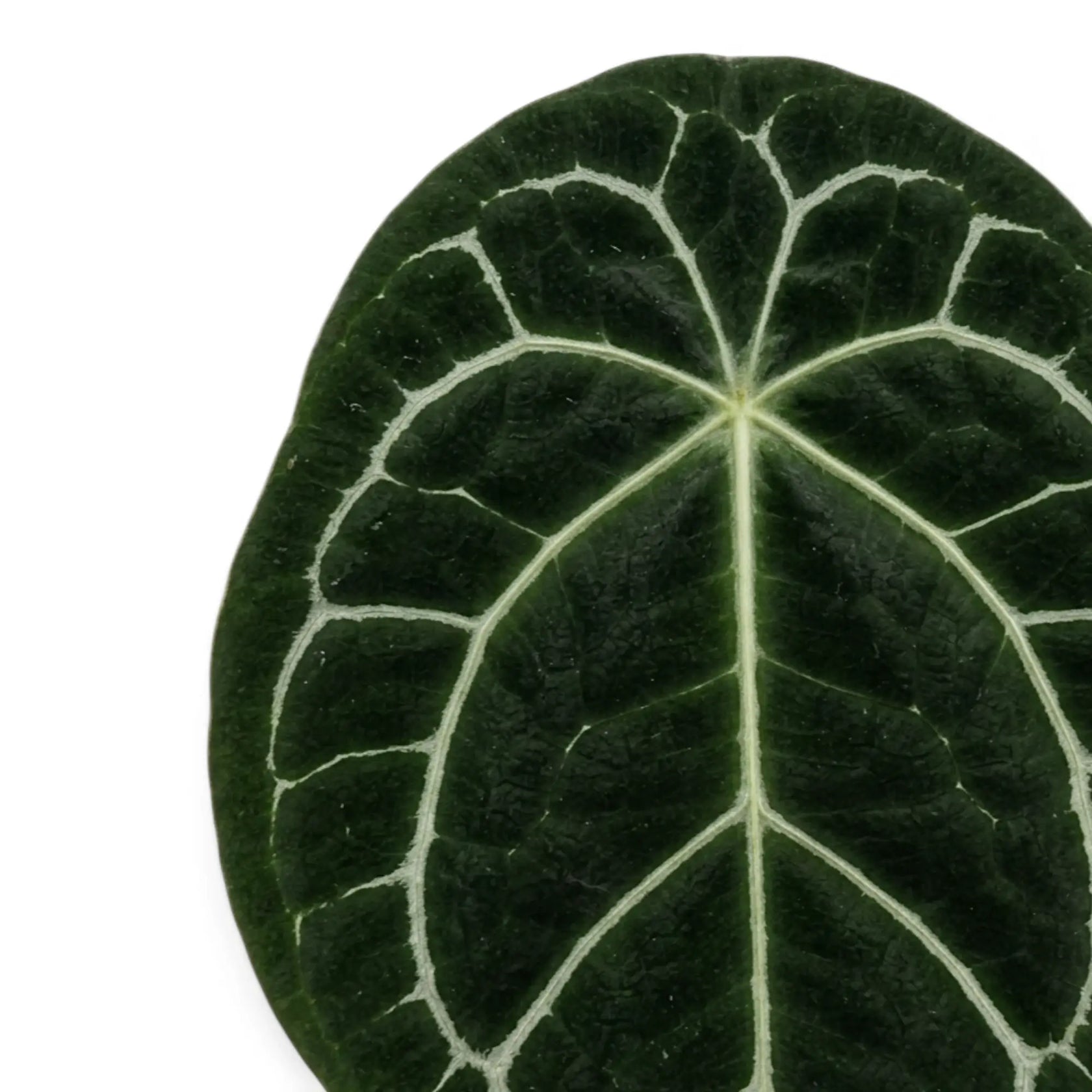 Anthurium forgetii foliage close-up with rounded green leaves and pale veins.