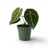 Anthurium forgetii plant with rounded green leaves in a nursery pot.