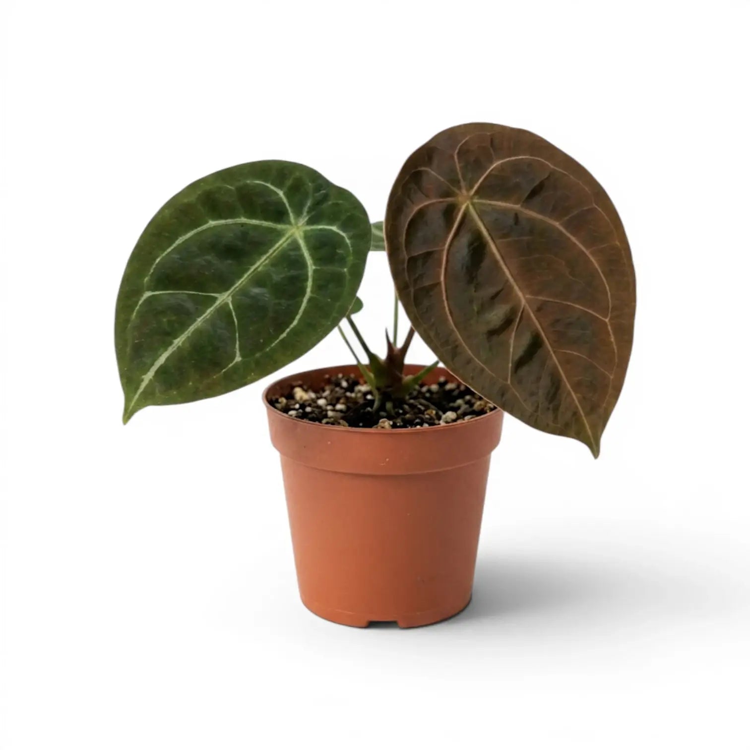 Anthurium forgetii plant with rounded green leaves in a nursery pot.