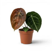 Anthurium forgetii plant with rounded green leaves in a nursery pot.
