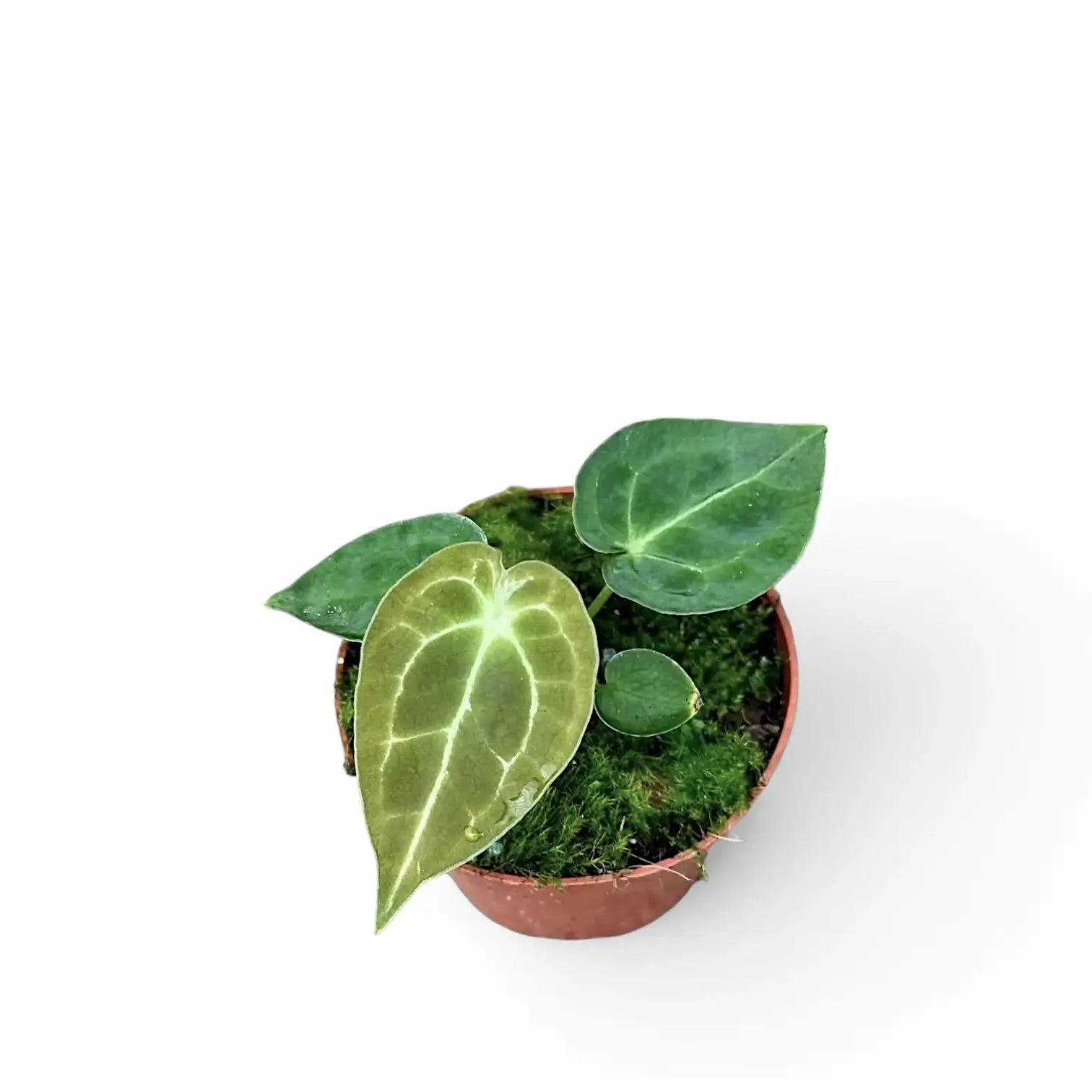 Anthurium forgetii 'Silver' Zimmerpflanze im Anzuchttopf vor weißem Hintergrund, Produktfoto 2.