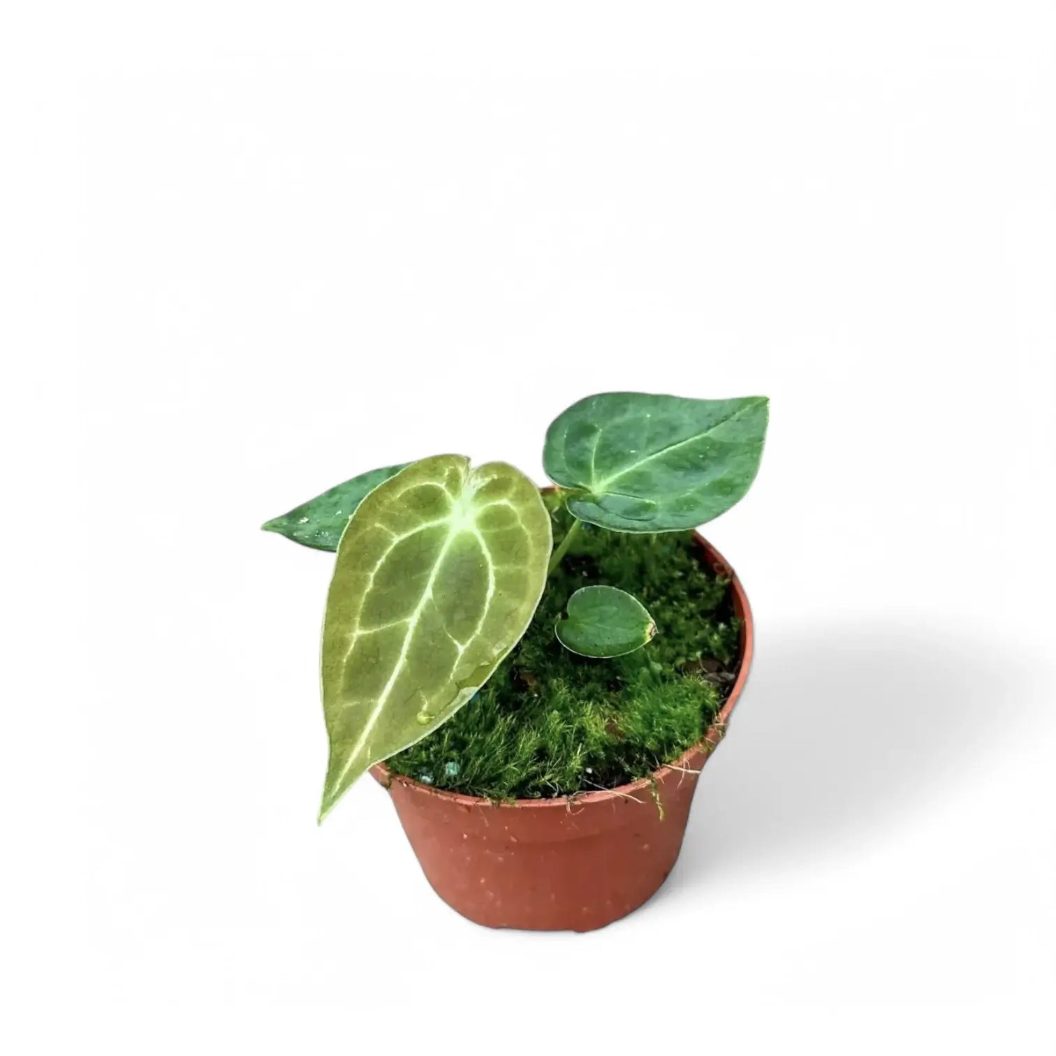 Anthurium forgetii 'Silver' potted plant in nursery pot on white background.