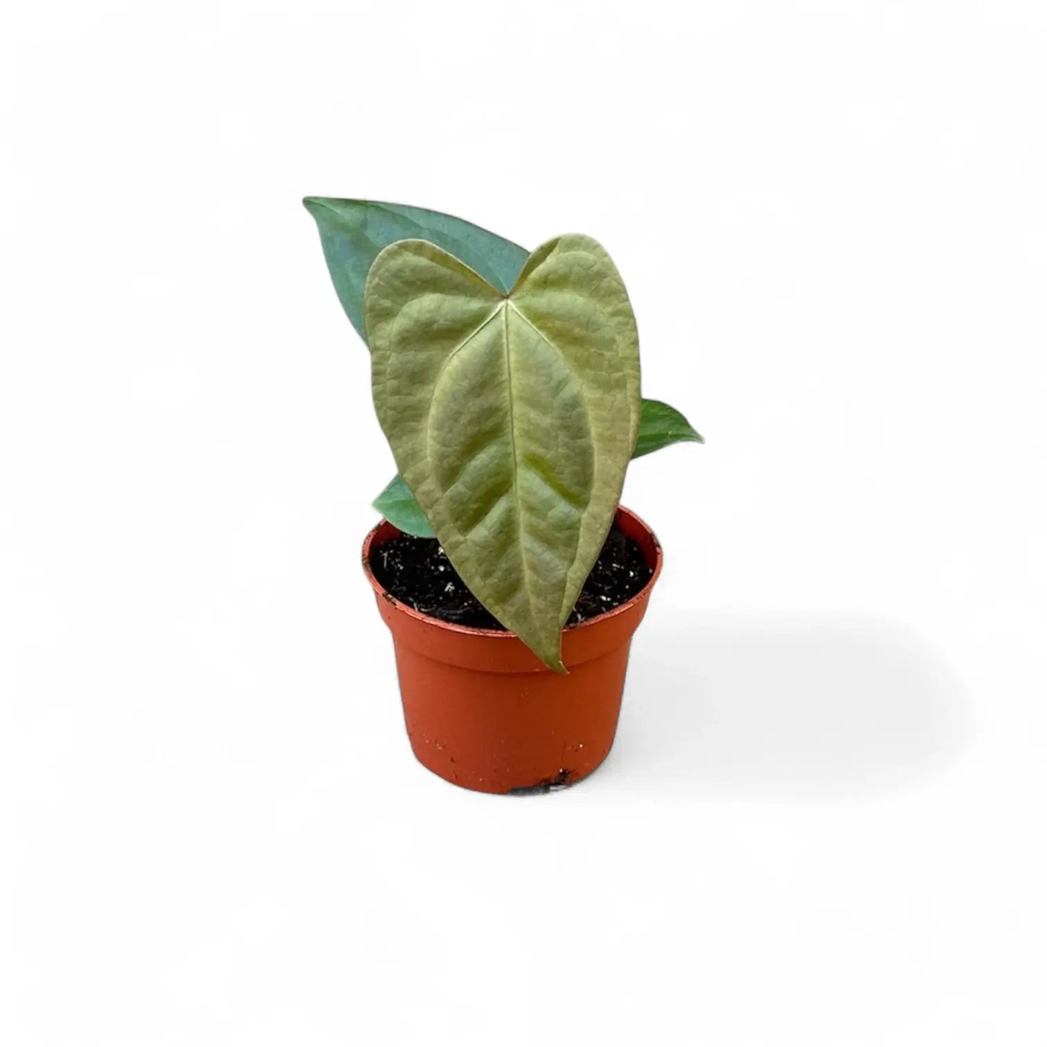 Anthurium forgetii x nigrolaminum 'Gigi' potted plant in nursery pot on white background.