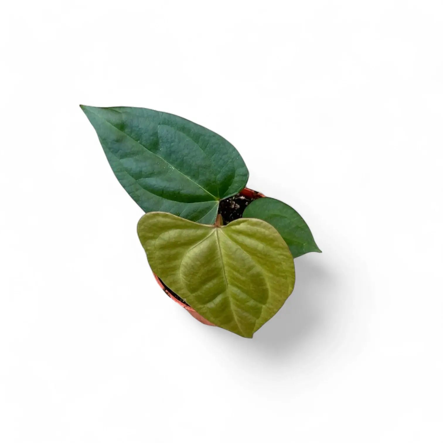Anthurium forgetii x nigrolaminum 'Gigi' potted plant in nursery pot on white background.