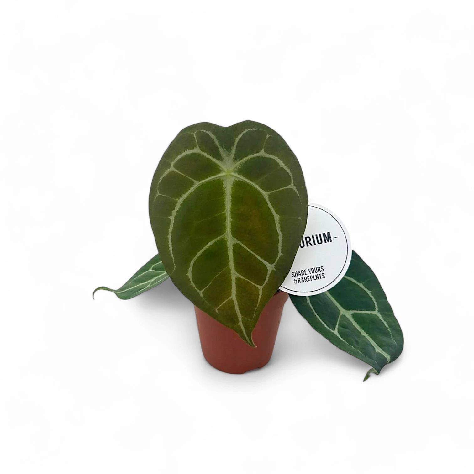 Anthurium forgetii x nigrolaminum 'Gigi' – Topfpflanze im Kulturtopf vor weißem Hintergrund, Produktfoto 4.
